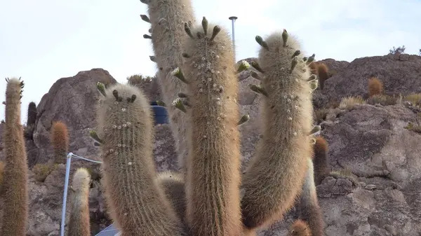 Várias Fotos América Sul Paisagens Fauna Flora — Fotografia de Stock