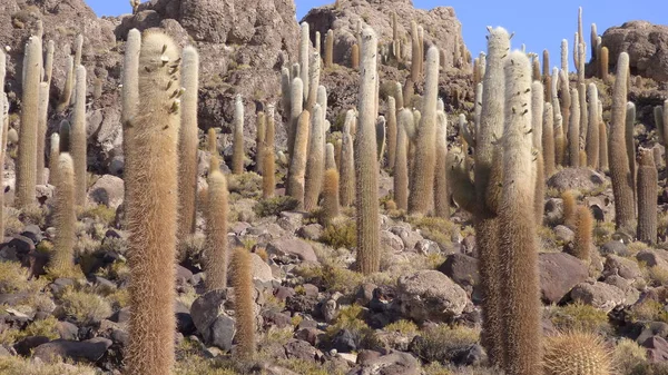 Várias Fotos América Sul Paisagens Fauna Flora — Fotografia de Stock