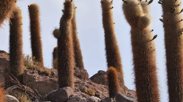 Várias Fotos América Sul Paisagens Fauna Flora — Fotografia de Stock