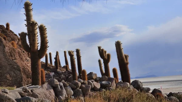 Várias Fotos América Sul Paisagens Fauna Flora — Fotografia de Stock