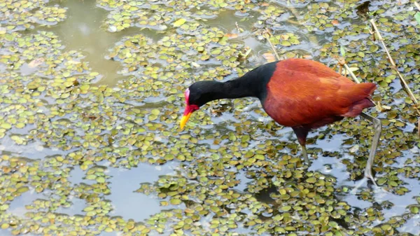 Várias Fotos América Sul Paisagens Fauna Flora — Fotografia de Stock