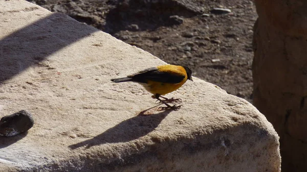 Güney Amerika Dan Çeşitli Resimler Landcapes Fauna Flora — Stok fotoğraf