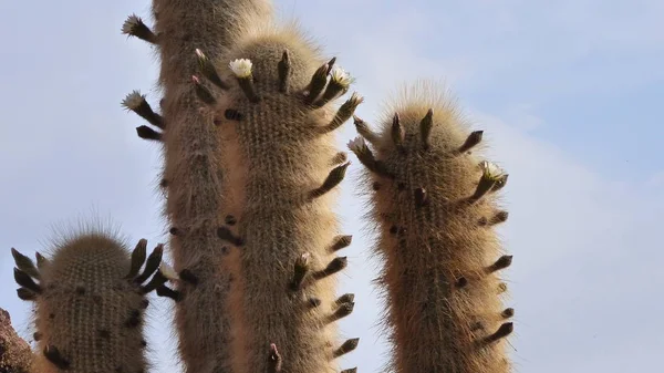 Várias Fotos América Sul Paisagens Fauna Flora — Fotografia de Stock