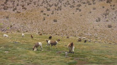 Güney Amerika 'dan çeşitli resimler. Landcapes, fauna, flora...