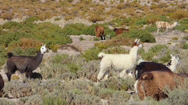 Llama Altiplano Bolivia South America — Stock Photo, Image