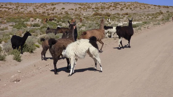 Various Pictures South America Landcapes Fauna Flora — Stock Photo, Image