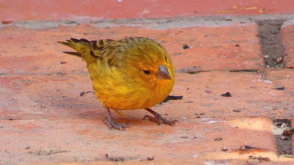 Bir Çift Bronz Yeşil Mutluluk Her Gün Verandamızda Yemek Için — Stok fotoğraf