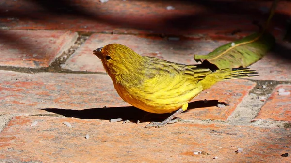 Par Bronze Verde Eufonia Vem Todos Dias Para Comer Nosso — Fotografia de Stock