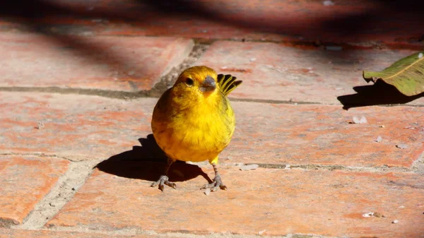 Bir Çift Bronz Yeşil Mutluluk Her Gün Verandamızda Yemek Için — Stok fotoğraf