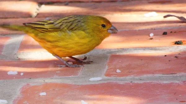 Bir Çift Bronz Yeşil Mutluluk Her Gün Verandamızda Yemek Için — Stok fotoğraf