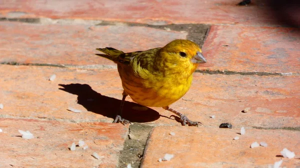 Couple Bronze Green Euphonia Comes Every Day Eat Our Patio — 스톡 사진