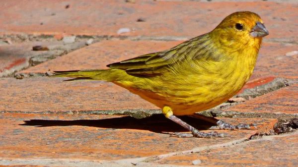 Bir Çift Bronz Yeşil Mutluluk Her Gün Verandamızda Yemek Için — Stok fotoğraf