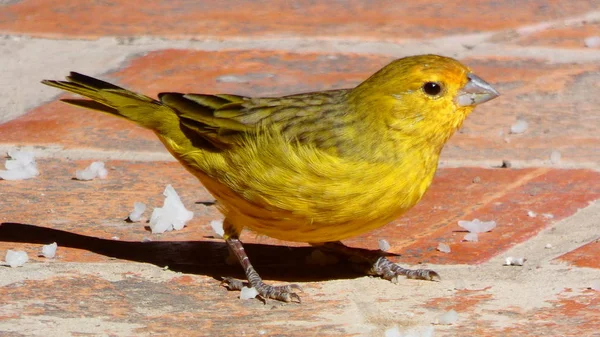 Couple Bronze Green Euphonia Comes Every Day Eat Our Patio — 스톡 사진