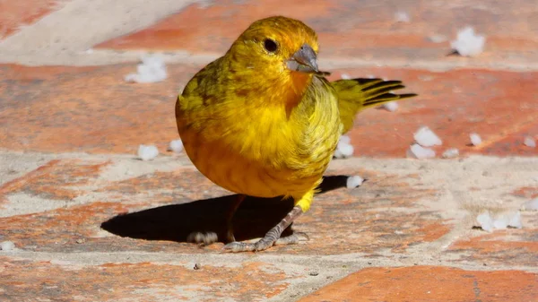 Bir Çift Bronz Yeşil Mutluluk Her Gün Verandamızda Yemek Için — Stok fotoğraf