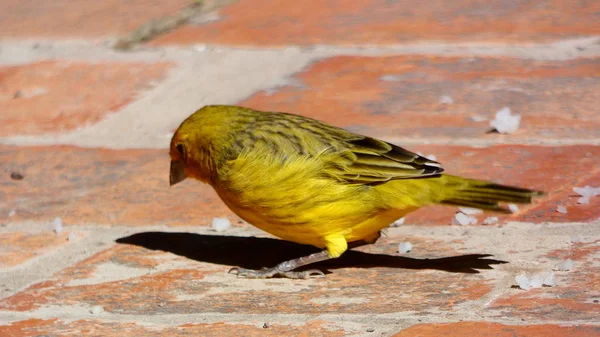 Par Bronze Verde Eufonia Vem Todos Dias Para Comer Nosso — Fotografia de Stock