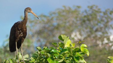 Some pictures of limpkin (aralus guarauna) in the bolivian Pantanal.