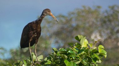 Some pictures of limpkin (aralus guarauna) in the bolivian Pantanal.