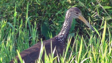 Some pictures of aramus guarauna (Limpkin)