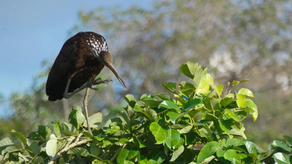 Néhány Kép Sántikáló Limpkinról Bolivian Pantanal — Stock Fotó