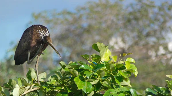 Some Pictures Limpkin Aralus Guarauna Bolivian Pantanal — 스톡 사진