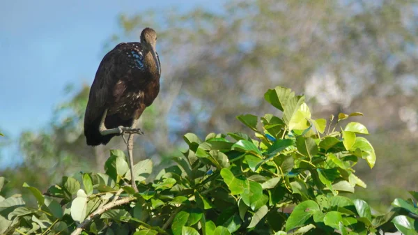 Algumas Fotos Limpkin Aralus Guarauna Pantanal Boliviano — Fotografia de Stock