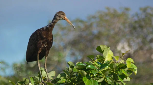 Некоторые Фотографии Limpkin Aralus Guarauna Боливийском Pantanal — стоковое фото