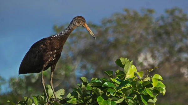 Einige Bilder Von Limkin Aralus Guarauna Bolivianischen Pantanal — Stockfoto