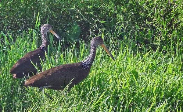 Algumas Fotos Aramus Guarauna Limpkin — Fotografia de Stock