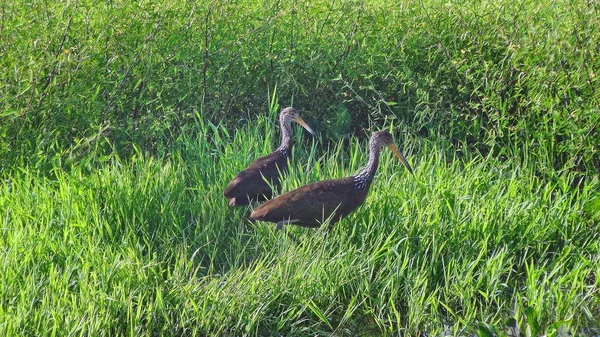 Algumas Fotos Aramus Guarauna Limpkin — Fotografia de Stock