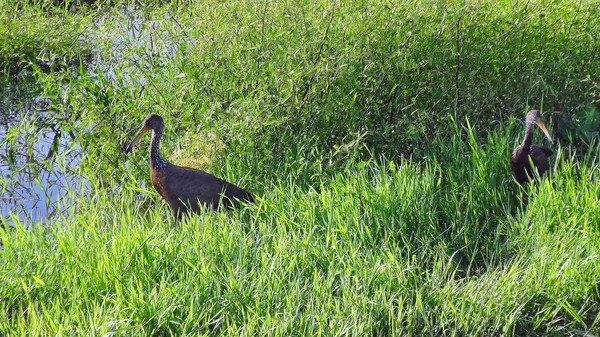 Algunas Fotos Aramus Guarauna Limpkin —  Fotos de Stock