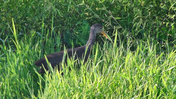 Algunas Fotos Aramus Guarauna Limpkin —  Fotos de Stock