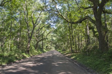 Doğa Manzaralı ağaçlı yol Edisto Island, Sc