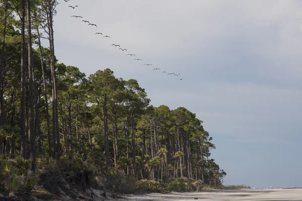 Linha de pássaros voando sobre uma praia — Fotografia de Stock