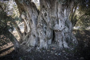 Antik zeytin ağacının bir gövde