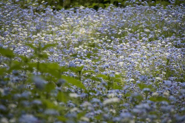 Campo de Esquece-me Não Flores — Fotografia de Stock