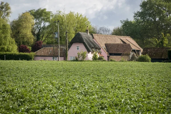 Crop of Broad Bean Plants and Pink Cottage — Stock Photo, Image