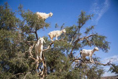 Tamri goats climing on argan trees  in Morocco, Africa. Argan Oil is produced by using the seeds of the trees and is used for skin care, cosmetics and beauty products clipart