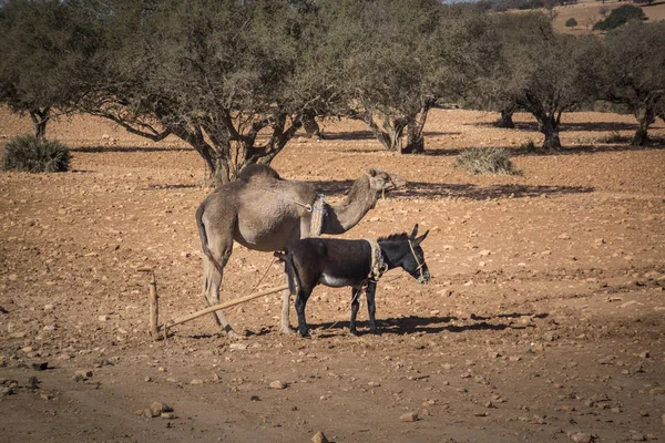 Een Ezel Dromedary Kameel Permanent Een Boomgaard Argan Marokko Afrika — Stockfoto