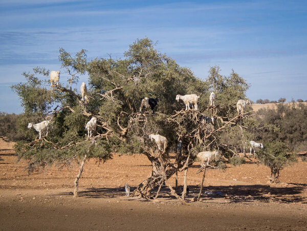 Tamri goats climing on argan trees  in Morocco, Africa. Argan Oil is produced by using the seeds of the trees and is used for skin care, cosmetics and beauty products