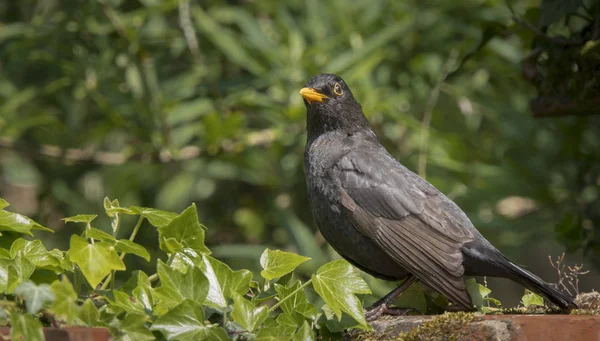 Male European Blackbird — Stockfoto