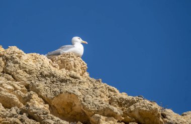 White Seagull on the Cliff Top