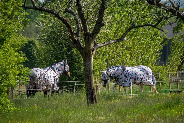 Dois Cavalos Uma Paddock Usando Casacos Cobertos Estrela — Fotografia de Stock