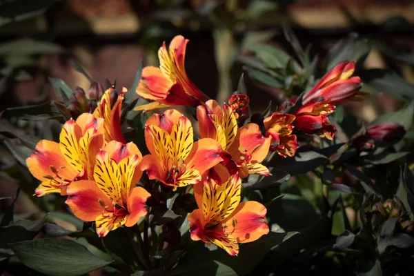 Gyönyörű Narancs Salpiglossis Virágok Napsütésben — Stock Fotó