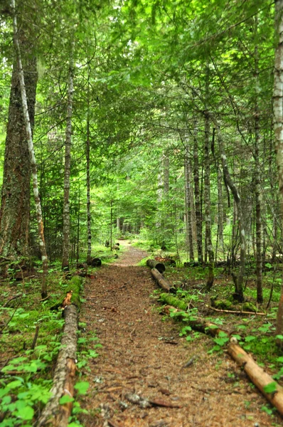 Yeşil dağ toprak yol