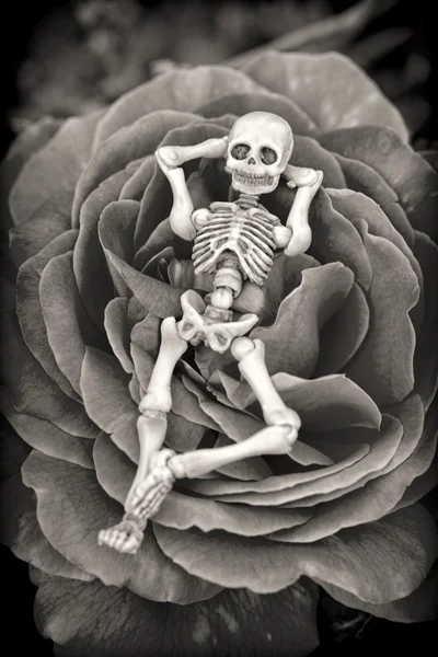 Skeleton Laying on Rose — Stock Photo, Image