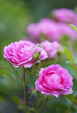 Morden Centennial gül