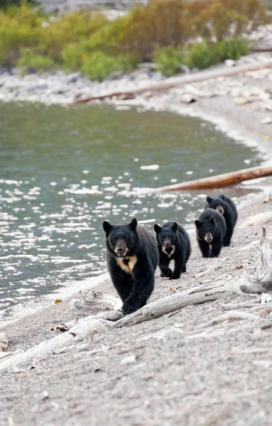 Černý medvěd s trojčata — Stock fotografie