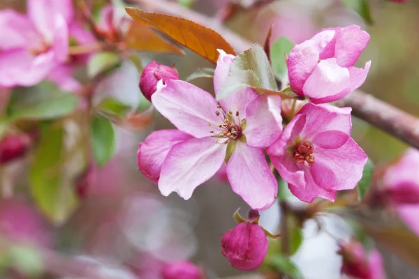 Kvetoucí Crabapple strom květy Stock Fotografie