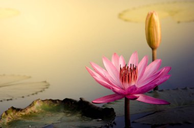 The Pink Lotus Flower clipart