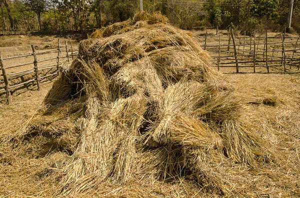Hasat sonra sahada saman samanlık